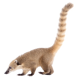 Coati