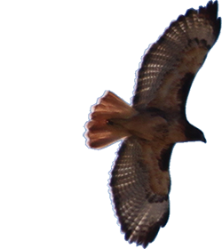 Ferruginous Hawk