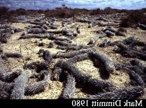 马格达莱纳地区画廊