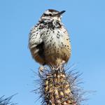 Cactus Wren